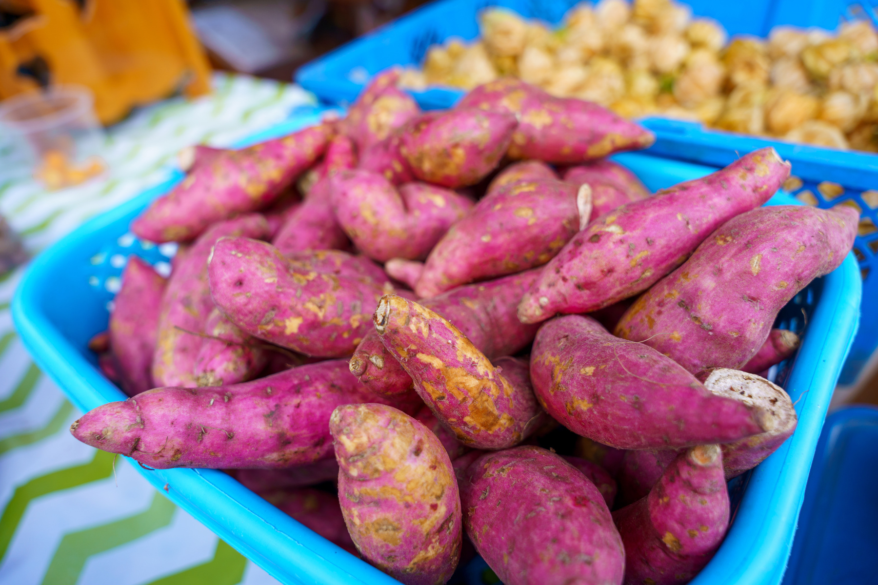 Farmer harvesting yams in green field
