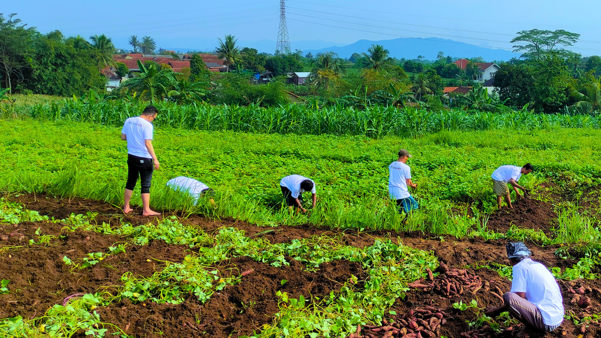 Farmer harvesting yams in green field 